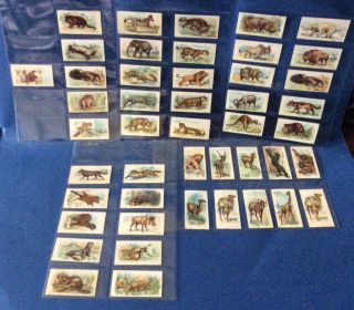 46 X Wills Cigarette Cards - Wild Animals Of The World 1905,  All Different