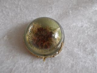 Vintage Clear Glass Paperweight With Dried Flower And Foliage