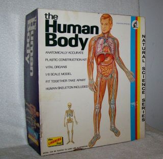 Vintage (1973) The Human Body Anatomy Model - Orig.  Box,  And Documentation