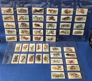 48 X Wills Cigarette Cards - Wild Animals Of The World 1905,  All Different,  Vgc