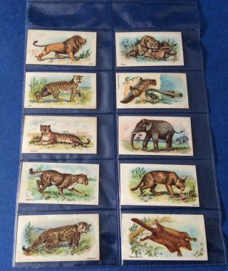 48 X Wills Cigarette Cards - Wild Animals Of The World 1905,  All Different,  VGC 3