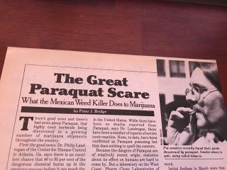 1978 Vintage 3pg Article On The Great Paraquat Scare What It Does To Marijuana