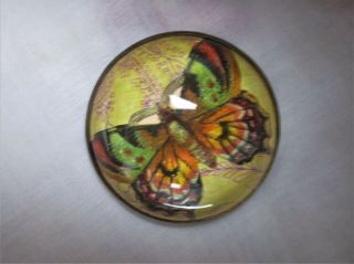 Vintage Antique " Butterfly " Glass Dome Horse Bridle Rosette Brass Pin