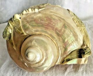 Large Antique Shell Turbo Marmoratus Carved Shell Koi Fish 5 1/2 "