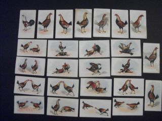Cigarette Tobacco Cards Cock Fighting Poultry Chickens 1911 B.  A.  T.  Eagle Set