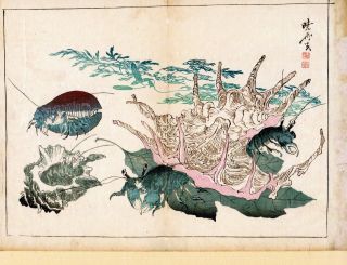 Kyosai An Japanese Multi - Color Woodblock " Conch And Hermit Crabs " 1881