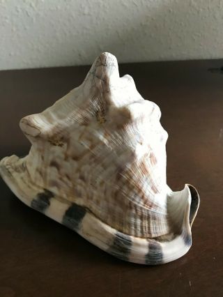 Cassis Flammea,  King Helmet Tiger Stripe Conch Shell,  9 " X 8 " X 5 1/2 " Vintage