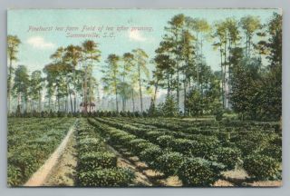Pinehurst Tea Farm " After Pruning " Summerville South Carolina Sc Antique 1910s