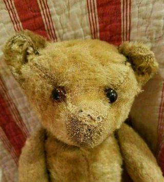 Antique Vtge Old American Stick Bear Gold Mohair Teddy Bear Squeaker