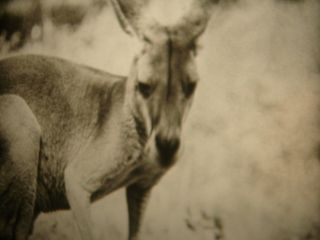 Vintage 16mm Soviete Educational Documentary " Kangaroo " Film B/w Movie Kenguru