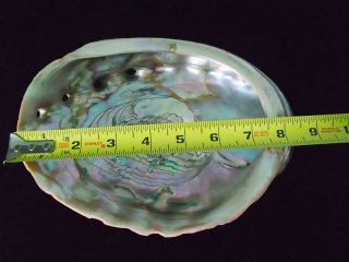 Vintage Natural Large Red Abalone Mother Of Pearl Seashell Beach Decor Jewelry