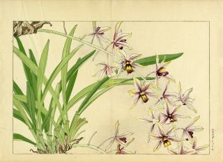 Konan Japanese Ukiyo - E Woodblock Floral Print: “cymbidium Orchid”
