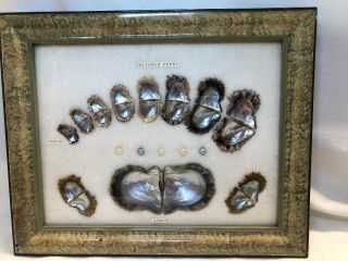 Vintage Cultured Pearl Oyster Shell Framed Display Japan 1940/50s 12 1/2 " X 10 "