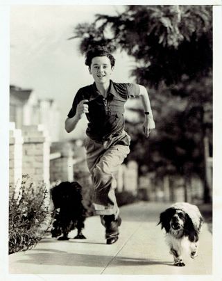 1938 Vintage Photo Actor Freddie Bartholomew Running With Pet Spaniel Puppy Dogs
