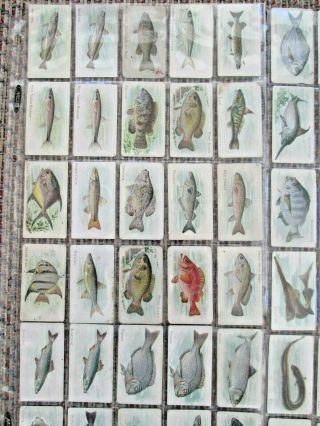 91 Vintage Piedmont Cigarette Tobacco Cards Fish Series 3