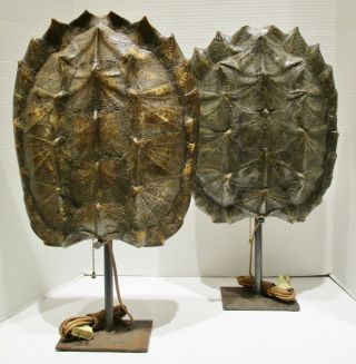 Rare Large Pair Antique Taxidermy Snapping Turtle Shell Table Lamps