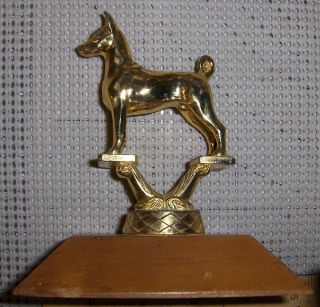 Vintage 1957 Basenji Dog Trophy Figurine (dodge Co) Gold Color Wood Base