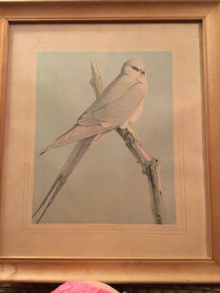 Vintage Framed Print Of Swallow - Tailed Kite By Louis Agassiz Fuertes