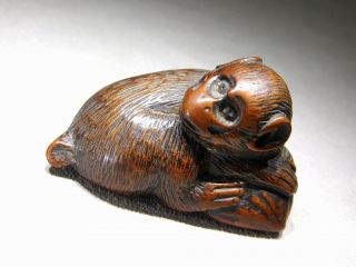 Very Fine Carving Boxwood Netsuke Monkey 18 - 19thc Japanese Edo Antique