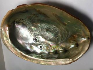7.  5 “ Vintage California Red Abalone Shell