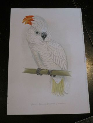 Cockatoo - Parrots In Captivity Ca: 1880,  Salmon Crested Cockatoo