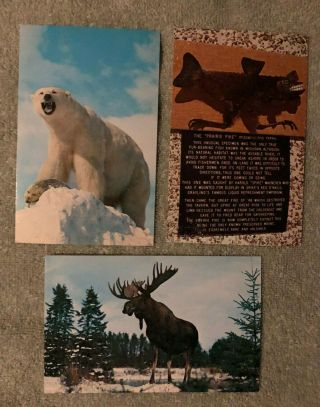 4 Vintage Postcards Of Fred Bear Museum In Grayling Michigan