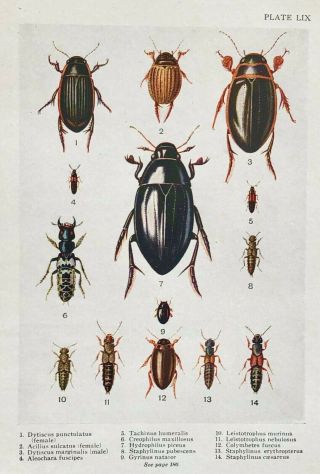 1921 Plate Lix A Group Of Water & Rove Beetles From Ealand 