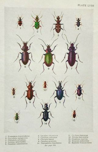1921 Plate Lviii Predaceous Ground Beetles From Ealand 