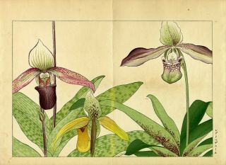 Konan Japanese Ukiyo - E Woodblock Floral Print: “cypripedium Orchids”