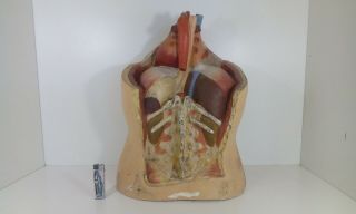Vintage Human Body Anatomical Papier Mache Plaster Model Biology Anatomy Antique