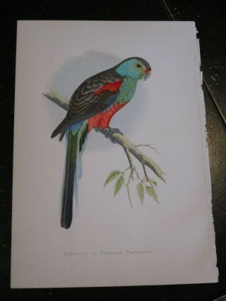 Parrot - Parrots In Captivity Ca: 1880,  Fine Color Lithograph Paradise Parrakeet