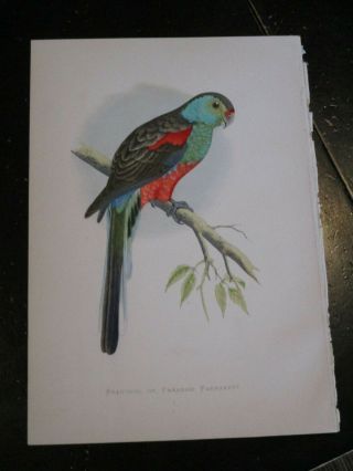 Parrot - Parrots in Captivity ca: 1880,  Fine Color lithograph Paradise Parrakeet 2