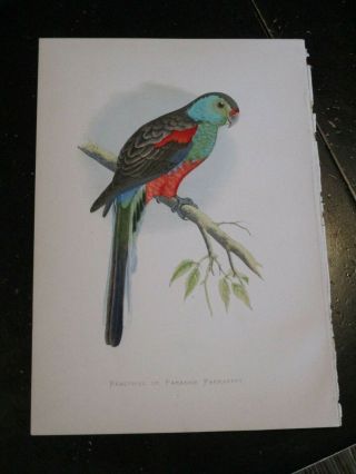 Parrot - Parrots in Captivity ca: 1880,  Fine Color lithograph Paradise Parrakeet 3