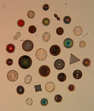Antique Microscope Slide By T.  W.  Robertson.  Selected Circle Of Diatoms From Guano