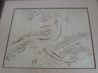 Antique Calligraphy Pen And Ink Drawing Of A Dove