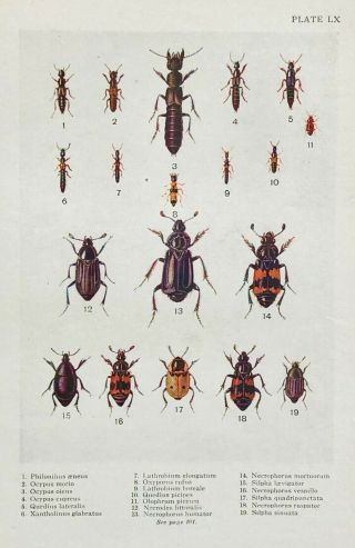 1921 Plate Lx Group Of Carrion Beetles From Ealand 