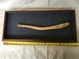 Antique Alaskan 15 " Walrus Baculum Bone Eskimo Oosik.  Well Aged.