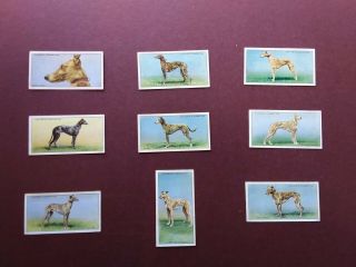 Famous Irish Greyhounds Issued 1935 By Players Set 50