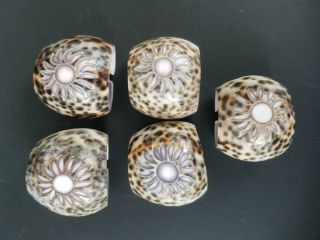 Set Of 5 Vintage Carved Cowrie Spotted Sea Shell Napkin Rings Beach Picnic