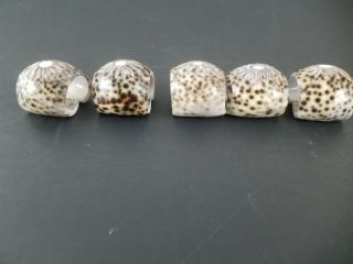 Set Of 5 Vintage Carved Cowrie Spotted Sea Shell Napkin Rings Beach Picnic 2