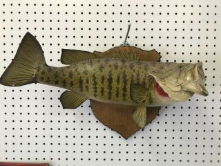 Vintage Taxidermy Real Skin Large Mouth Bass Fish Wall Mount Full 22 " Body