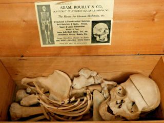 Very Old Adam Rouilly Skull & Skeleton Parts - Extremely Rare