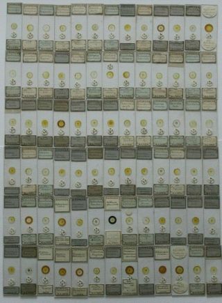 Suberb Set Of 78 Antique Diatom Microscope Slides By W.  A.  Firth
