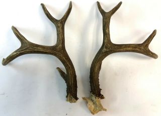 Vintage Natural Brown Loose Craft 10 Point Whitetail Buck Deer Taxidermy Antlers
