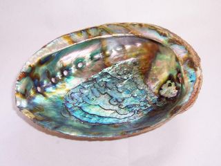 Vintage NATURAL PAUA Abalone SEASHELL Soap Dish/Display Lovely Iridescence 2