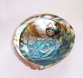 Vintage NATURAL PAUA Abalone SEASHELL Soap Dish/Display Lovely Iridescence 3
