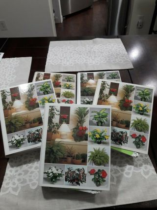 5 Vintage Book Binders Of Success With House Plants Botany Flowers Cards 1 - 846