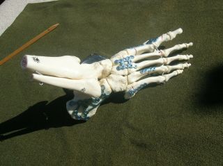 Vintage " Medartis " Swiss Bone Repair Human Anatomy Foot Re.  Bones Medical Model