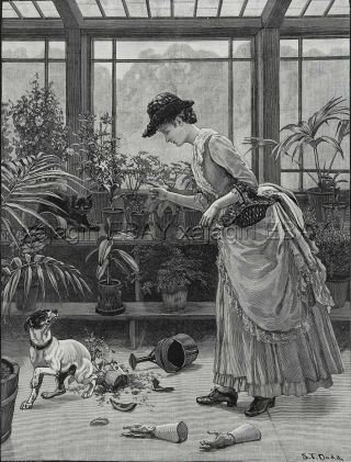 Dog Rat Terrier Naughty Digging In Greenhouse Lady 1880s Antique Print