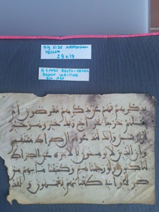 Rare Vellum Medieval Arabic Koran Manuscript Big Size Leaf W/ Large,  C.  1350